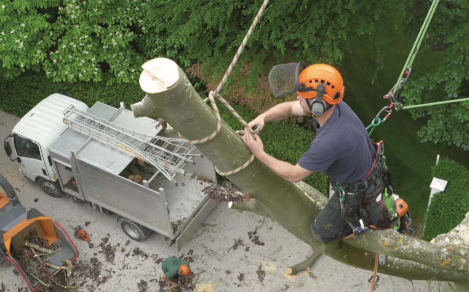 Tree Felling Thame - Thame Out Magazine