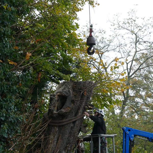 Tree Felling in Thame, Oxfordshire
