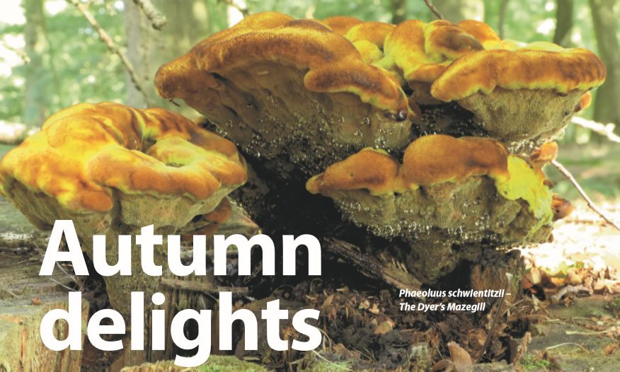 Autumn Delights Of Tree Fungi