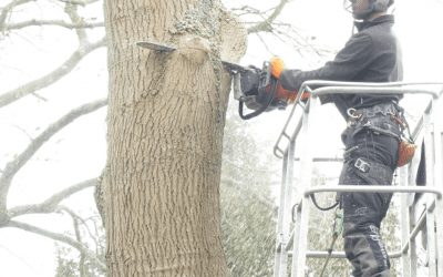 Diseased Ash Tree Felling In Oxford