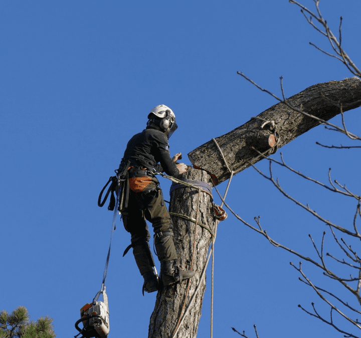 Tree removal Oxford