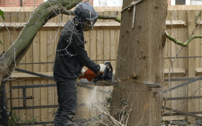 Tree Surgery & Removal Work In Oxford
