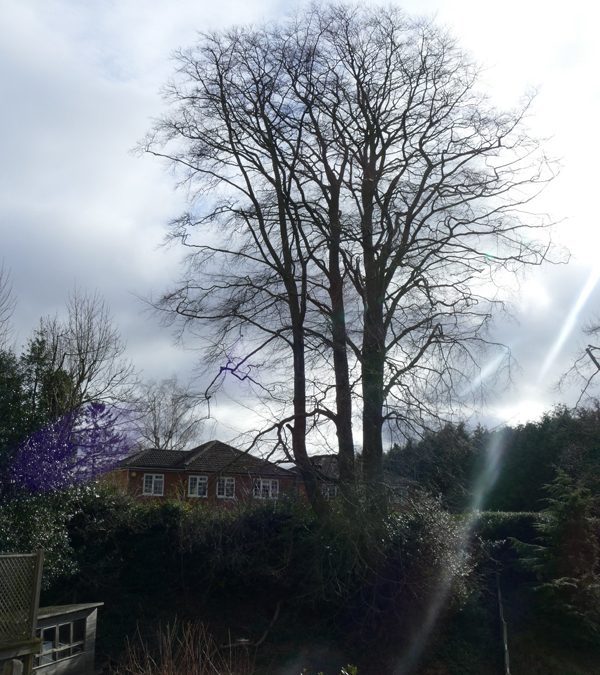 Crown Reduction Work On Veteran Beech Tree In Princes Risborough