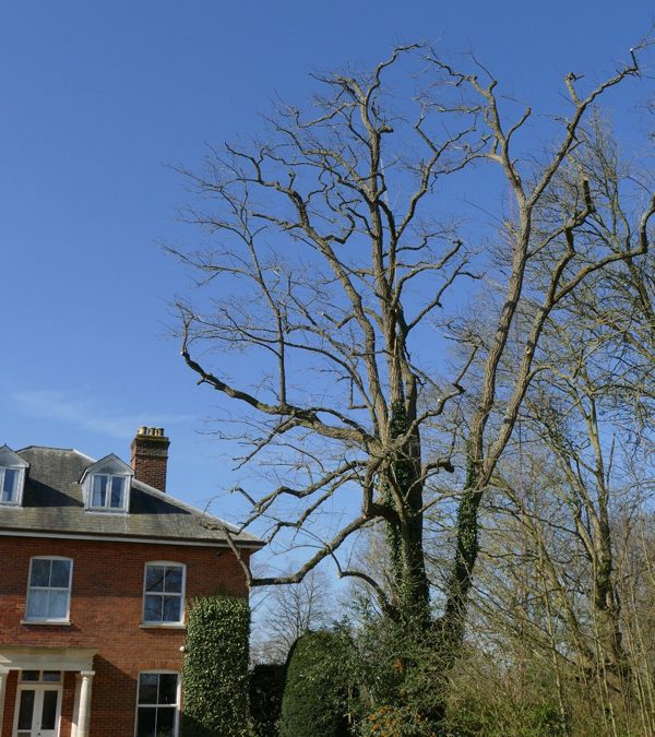 Garden Tree Shaping & Surgery In Thame