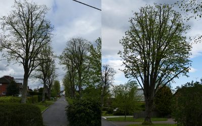 Crown Reduction to avenue of protected Lime trees in Princes Risborough