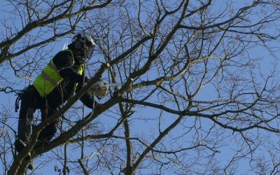 Tree Surgery, Crown Reduction and Pruning Work in Oxford Area
