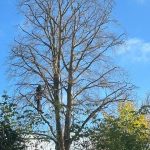 Specimen garden trees in Oxon needing crown reduction
