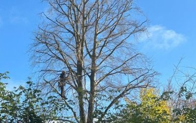 Crown Reduction on Specimen Garden Trees