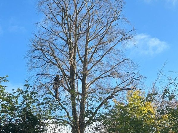 Crown Reduction on Specimen Garden Trees