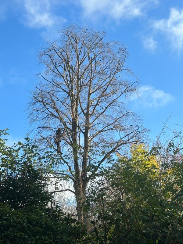 Tree crown reduction