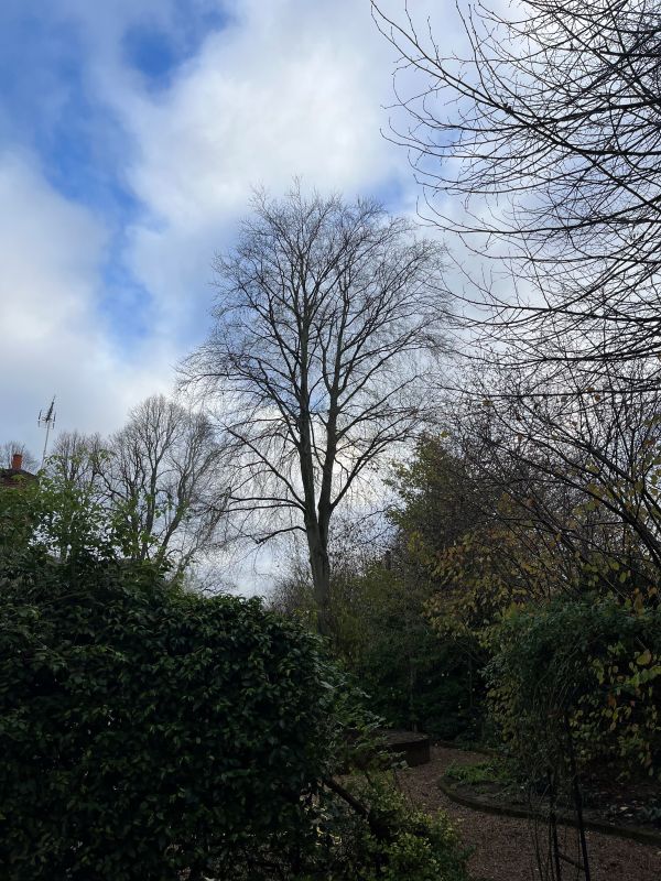 Finished beech tree crown reduction