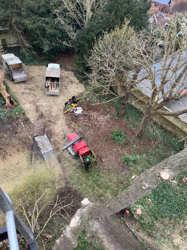 Tree clearance near Wallingford