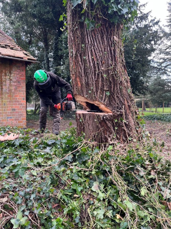 Tree felling near Wallingford