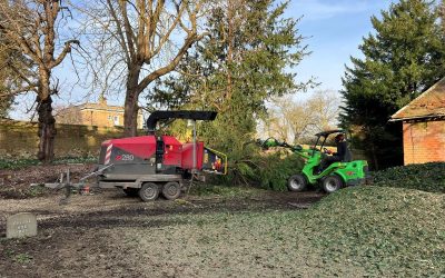 Tree Clearance & Removal for Property Development near Wallingford