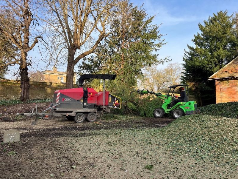 Wallingford tree felling