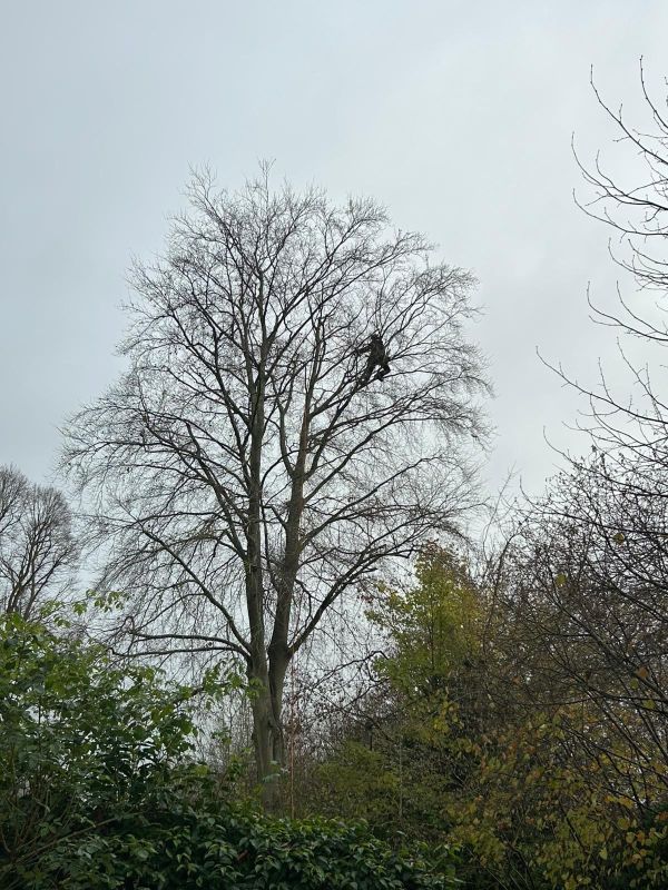 Reduction of tree crown in a beech tree