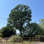 tree pruning in oxfordshire