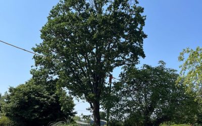 Optimal Tree Pruning in Buckinghamshire & Oxfordshire