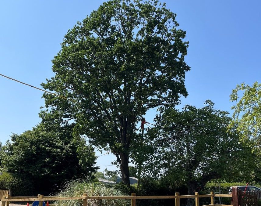 tree pruning in oxfordshire