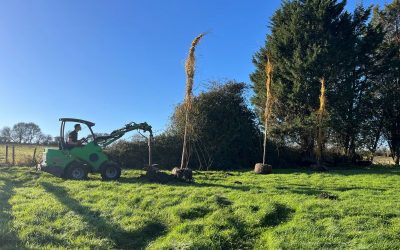 Specimen Tree Planting for Garden across Oxon and Bucks