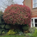 spring tree surgery services oxfordshire buckinghamshire