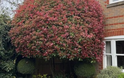 Spring & Summer Garden Tidy-Up Services in Buckinghamshire & Oxfordshire