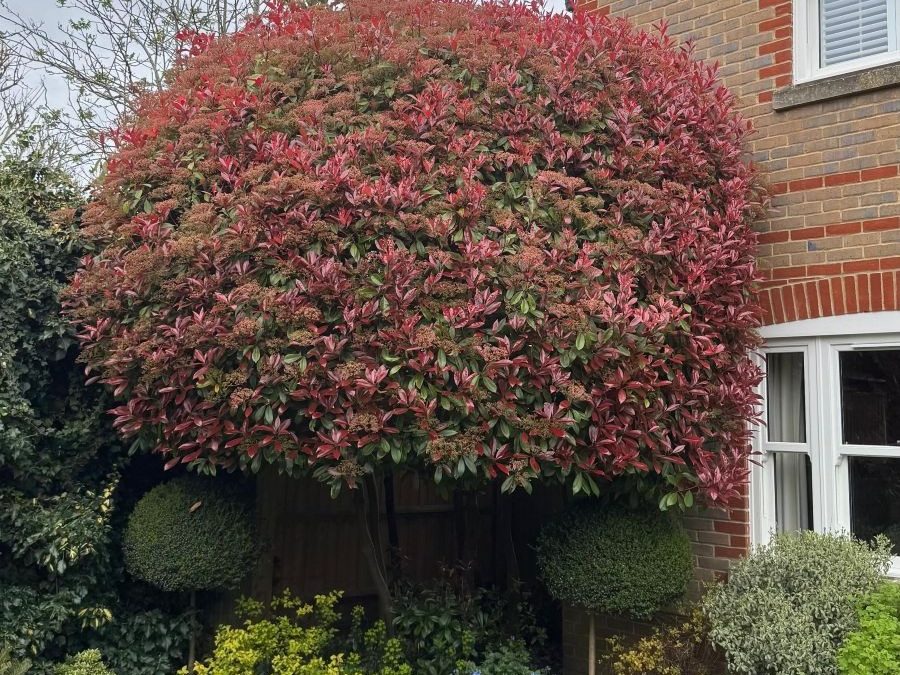 spring tree surgery services oxfordshire buckinghamshire